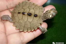 用圆形龟缸养龟必死？这又是什么情况？图片