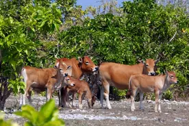 高达400头！西沙东岛发现大规模野牛群，怎么来的？答案找到了图片