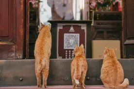 摄影师拍下一群与佛“结缘”的猫，它们的生活充满“禅意”图片