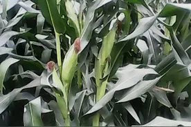 最高亩产3022斤，这样的玉米品种，适宜在哪里种植图片