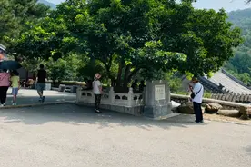 潭柘寺的“柘”，原来如此~！图片