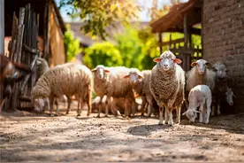 50岁的人选择在农村搞养殖，一万元投资，养什么能年收入10万元？图片