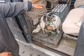 河南：170，怀孕狗狗上狗肉车，为了多卖10块钱，大爷跑了40里地图片