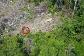 从绿色天堂到人类禁区，“地球之肺”亚马逊雨林，到底有多恐怖？图片