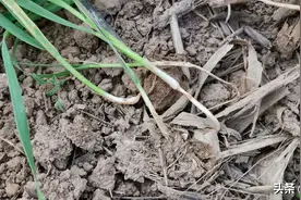 蛴螬防治新方法，不用化学农药，也能将蛴螬杀灭干净图片