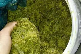 梧州岑溪市这个猪场大量运用牧草酒糟等进行低成本养猪效益高图片