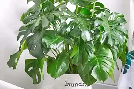 自制一种水果肥，每次浇花来一点，根壮叶子绿得滴油图片