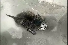 小猫咪碰瓷求路人帮助，只因它身上被涂满胶水，鼻子也被烟头烫伤图片