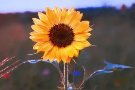 不再相见，却每天思念着你图片