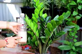 金钱树与发财树，谁更旺？左右为难，不如一起栽培图片