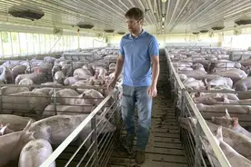 美国农民含泪处死滞销猪，吃掉全球50%猪肉的中国成他们唯一希望图片