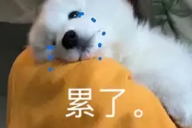 表情包：累了图片