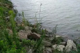 夏季是捕黄鳝的好时候，介绍两个捕黄鳝的好方法图片