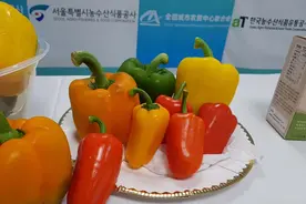 韩国彩椒蘑菇等农产品出口中国 国内20多家企业明确采购意向图片