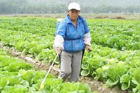 农药也有安全期？农药标签上的安全间隔期，到底是啥意思？视频封面
