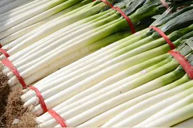 大葱上市量增加价格明显下降，下月最低将达3.5元/斤图片