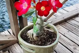 “懒人”就养这10种花，一个月不浇水也死不了，多晒少管更健壮图片