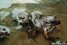 除了竹鼠，东北雪蛤又该何去何从？图片