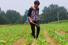 阿维菌素配方大全，这么用，有效帮你防治病害图片