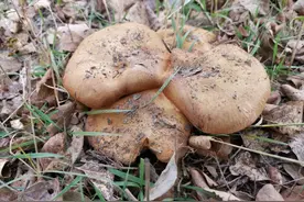 杨树林下的“油蘑”图片