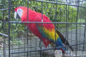 鹦鹉漂亮不能养 珍稀鸟类须保护图片