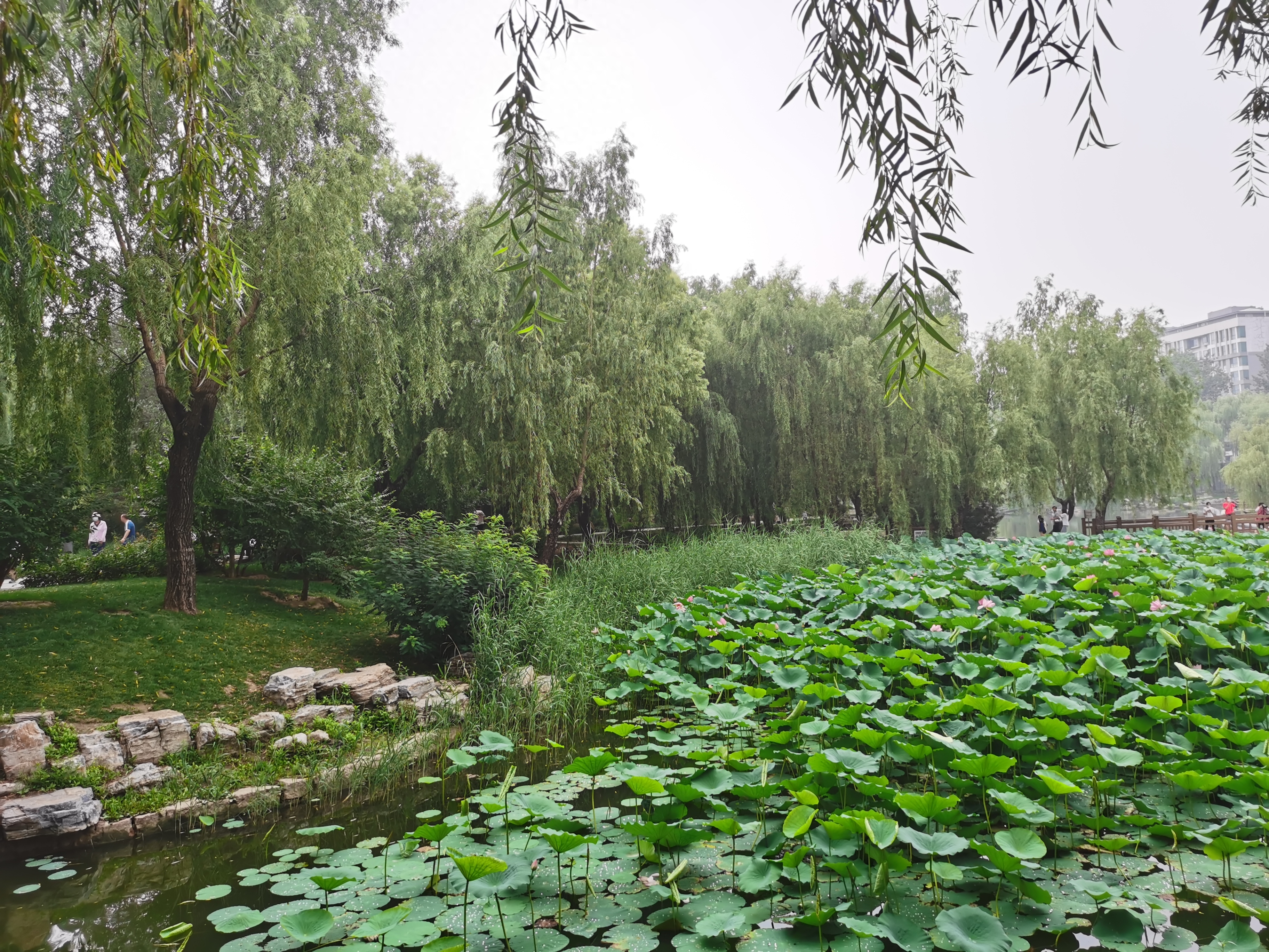 用做腾讯会议或其他会议软件虚拟背景的风景照