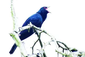 鸟类居然会发出牛叫声？原来是因为求偶，专家提醒：尽量别惊扰图片