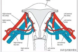 女性生殖器官解剖（血管的生理结构 ）图片