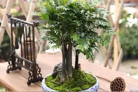 家中养小叶紫檀盆景是不错的选择，但是要掌握正确的方法才可以图片