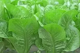 孔雀菜种植方法和季节，好吃好看又好种，一年可种两季图片