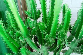 想要龙骨“窜”房顶，养它做好“3足1短”，枝条蹭蹭往上窜图片