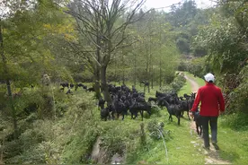 湘宴黑羊效益好，放牧养殖有方法图片
