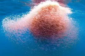 南极磷虾：9亿吨的“海上粮仓”，中国黑马会是最大受益者吗？图片