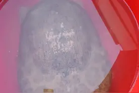 澡盆鳖？男子水库钓起30斤重的巨型老鳖，大家却说不能放生图片