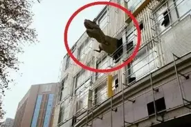 恐龙从居民楼破窗而出，路人骂声一片，房主解释后大家才释然了图片