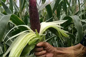 黑玉米怎么种植？黑玉米的播种方法和种植技术图片