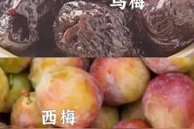 乌梅和西梅，原来竟是杏子和李子的区别图片