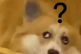 一些超可爱的动图表情包图片