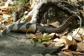 如果把眼镜王蛇放到非洲会怎么样？能否生存下去？黑曼巴慌了图片
