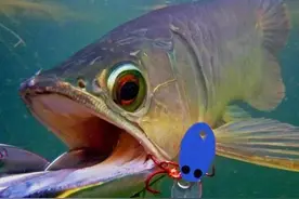 银龙鱼的“哭泣”：不逃离亚马逊河，就无法改变“命运”？图片