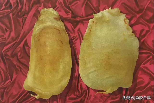 鳘鱼胶有哪些品种 2026年鳘鱼胶分几种