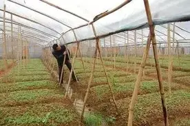 种植大棚哪家强？这4种大棚，获蔬菜生产大省“青睐”图片