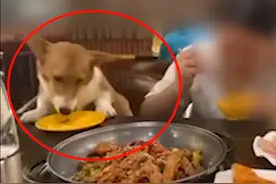 视频 | 主人默许宠物狗上桌舔餐盘，疑同桌发视频“炫耀”：活得不如狗子图片