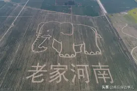 河南话到底多有意思，知了有十来种叫法，各地方言南阳话最有特点图片