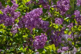 想你，管不住自己的心，舍不得不想你，你是我此生最牵挂的人图片