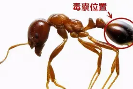 入侵物种660多种中，红火蚁最具危险性，被蜇很危险需小心图片
