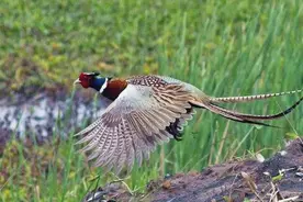 现在的农村野鸡横飞，那我们开车的时候遇到野鸡怎么办？图片