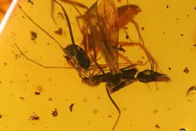 两只苍蝇交配时，不幸变成琥珀，4100万年后才被科学家发现图片