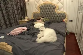 为了11只猫咪，搬进1500万别墅里，地下室比一套房都要大图片