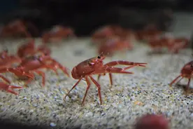 小龙虾－－名副其实的狠角色图片